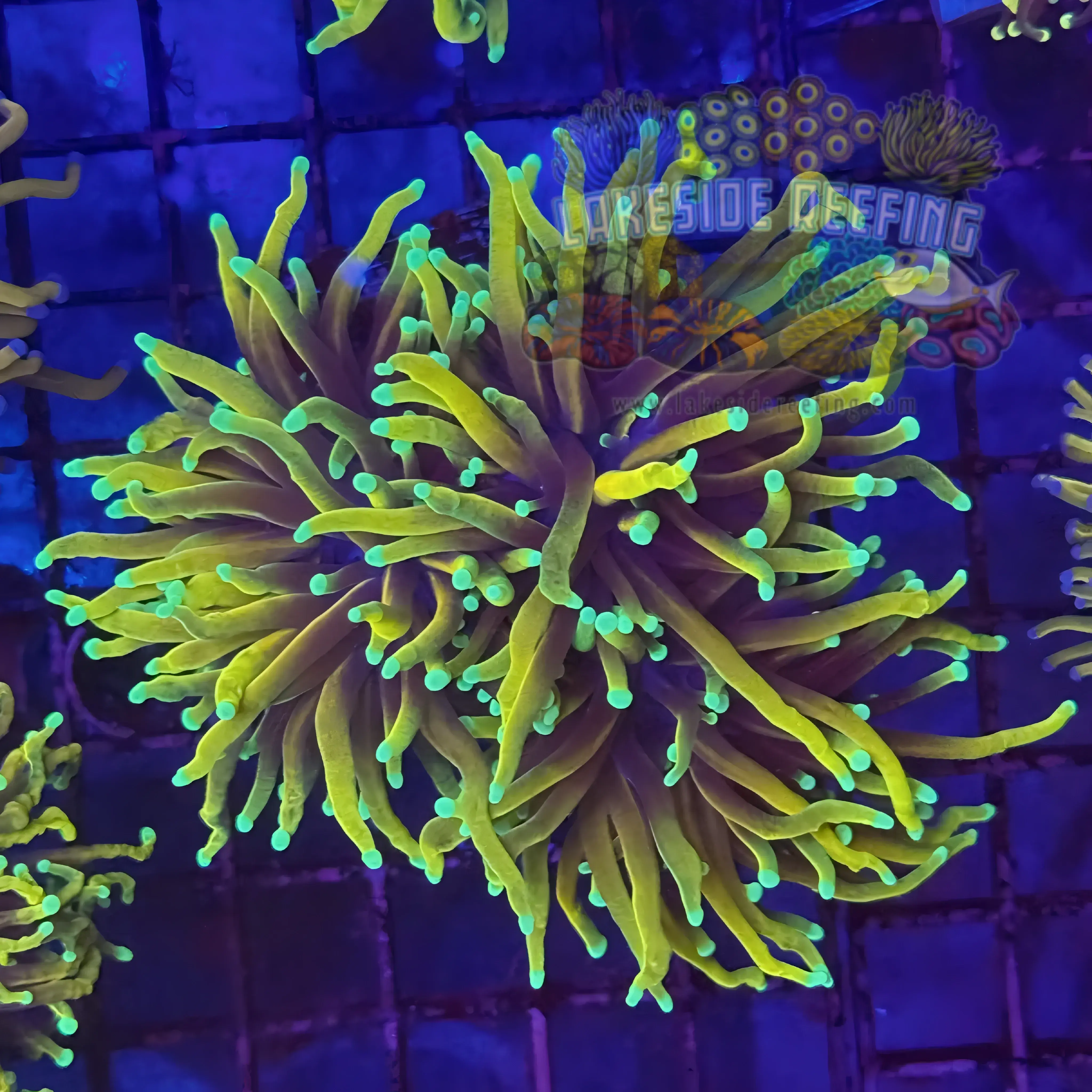 Ultra Gold Hellfire Torch Coral R5D2