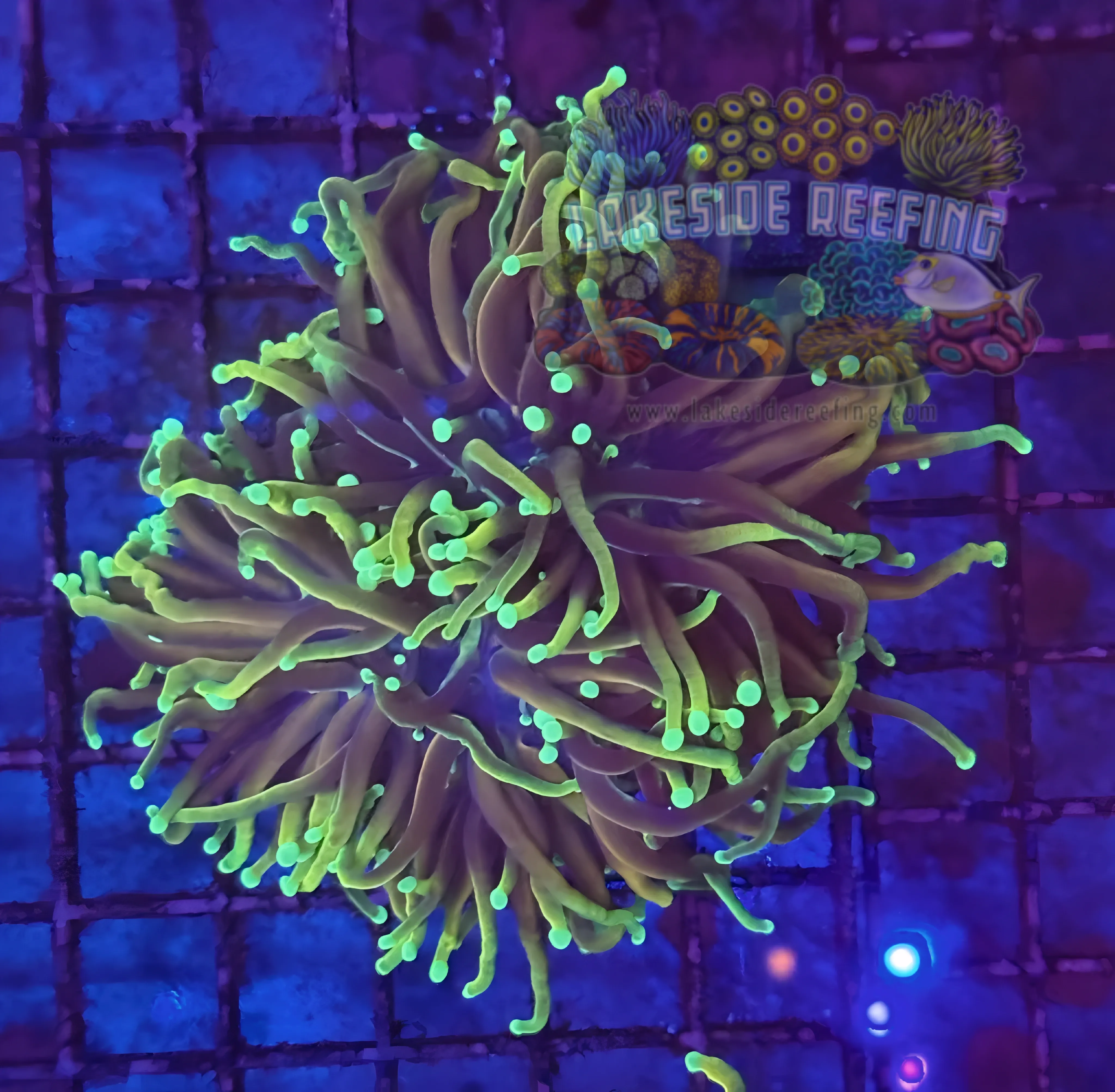 Ultra Gold Hellfire Torch Coral R5D4