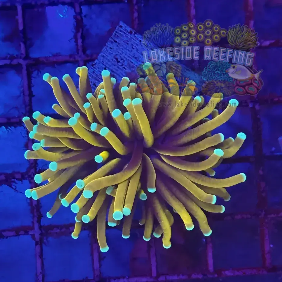 Ultra 24k Gold Torch Coral R6A1