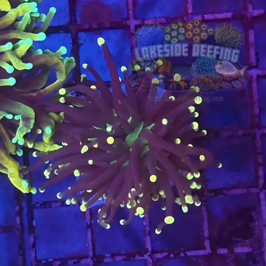 Miami Hurricane Joker Torch Coral R6A3