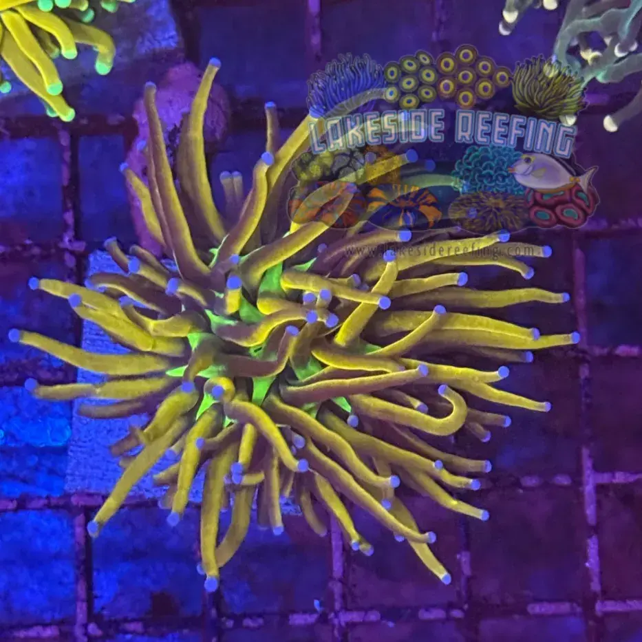 Ultra Gold NY Knicks Torch Coral R6A4