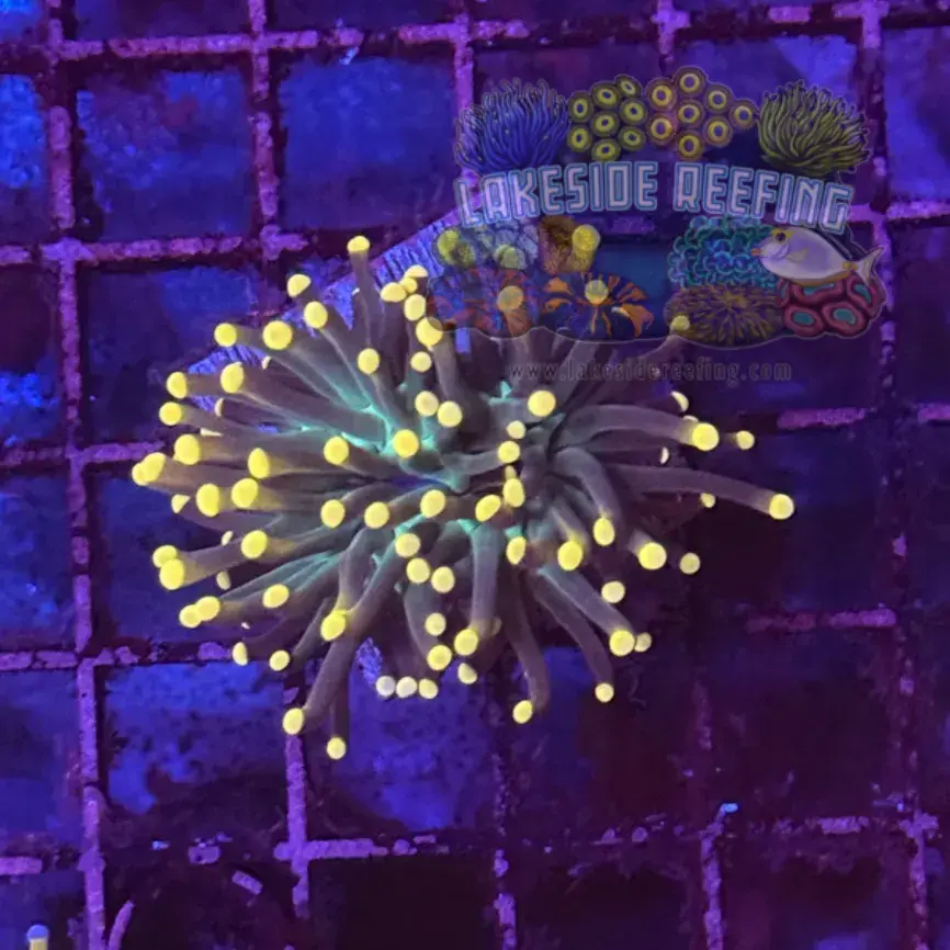 Super Sonic Torch Coral R6B3