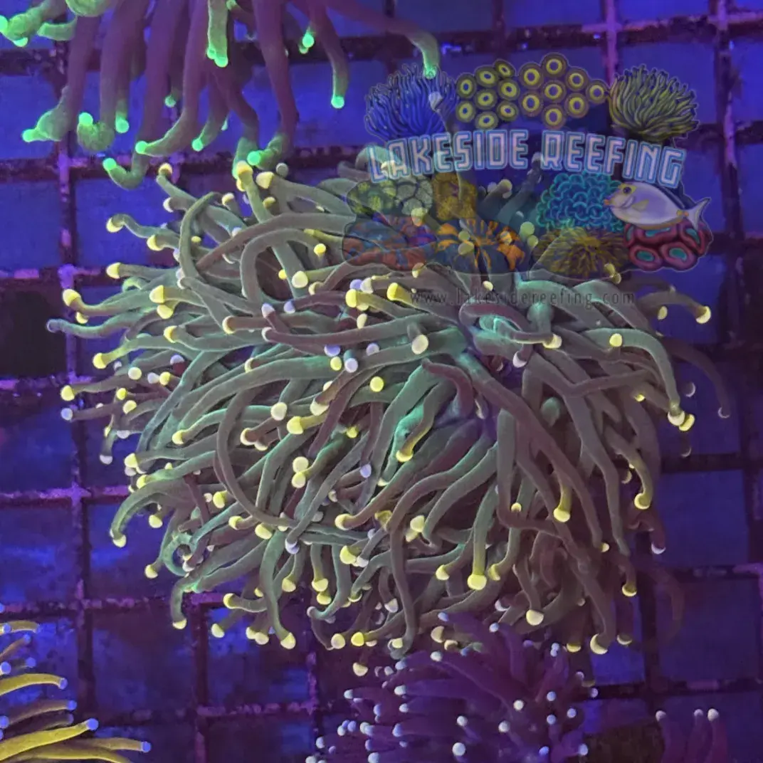 Green Bi Color Torch Coral R6B5