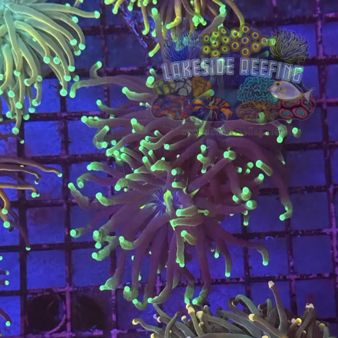 Grim Reaper Torch Coral R6B6