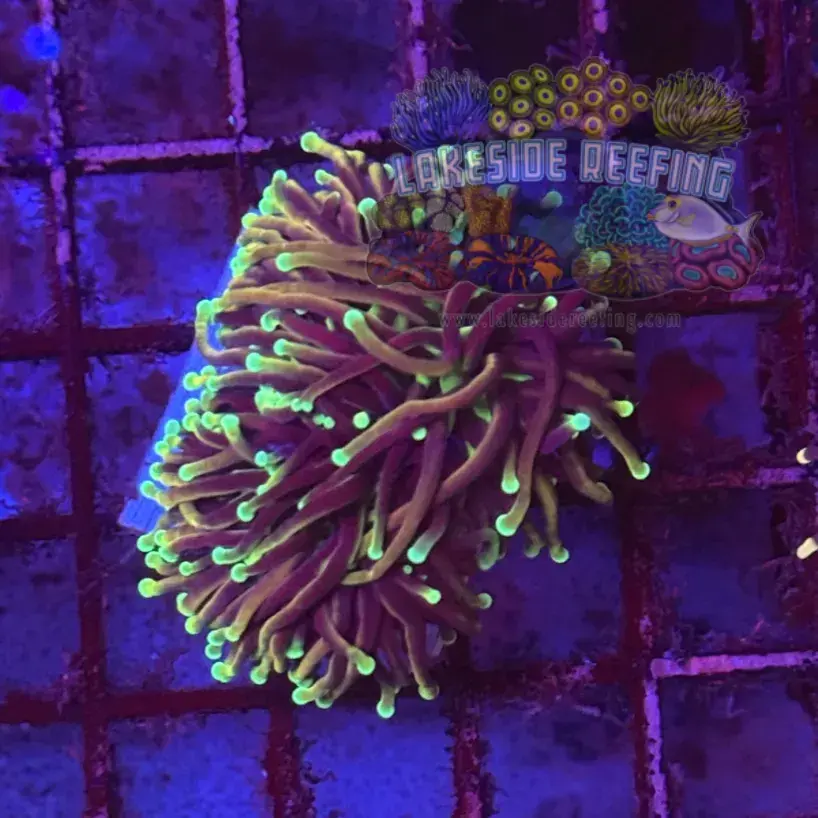 Ultra Dragon Soul Torch Coral R6C2