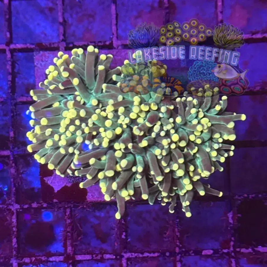 Super Sonic Torch Coral R6C3