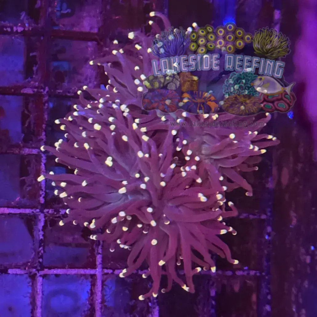 Purple with Pink Tips Torch Coral R6D2