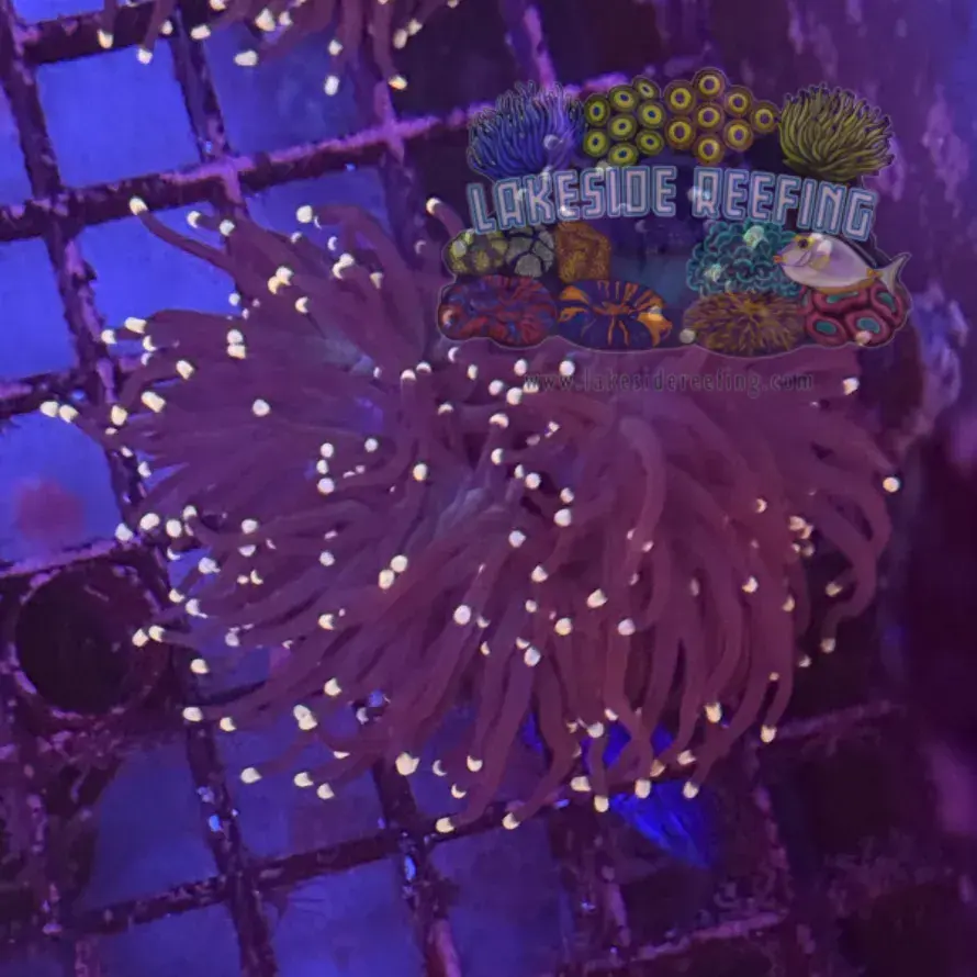 Purple with Pink Tips Torch Coral R6D5