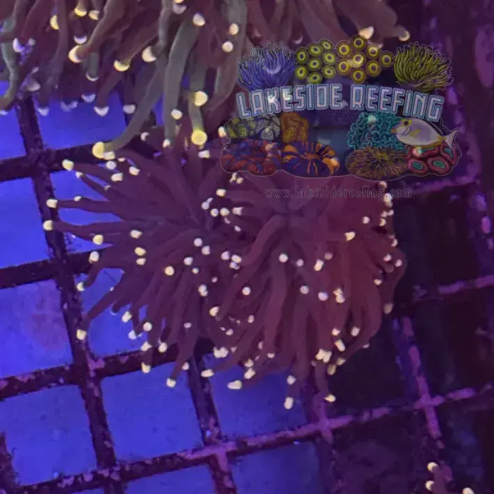 Purple with Pink Tips Torch Coral R6D6