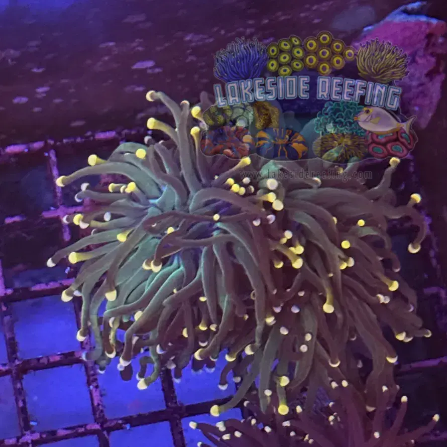 Green Bi Color Torch Coral R6D7