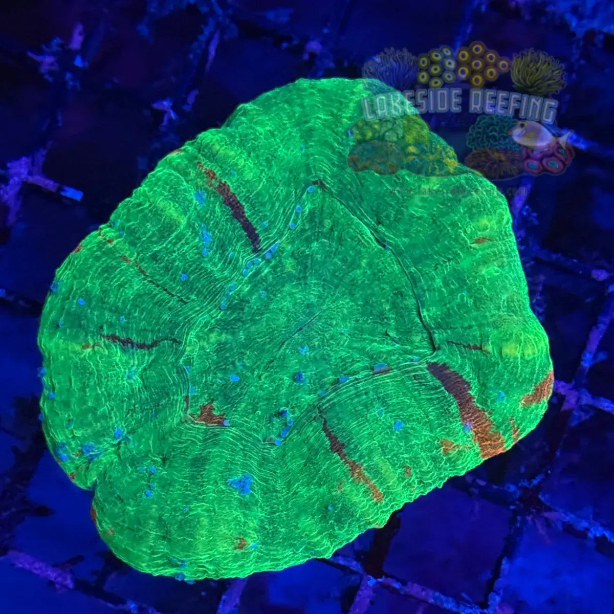 Bleeding Apple Scoly Coral