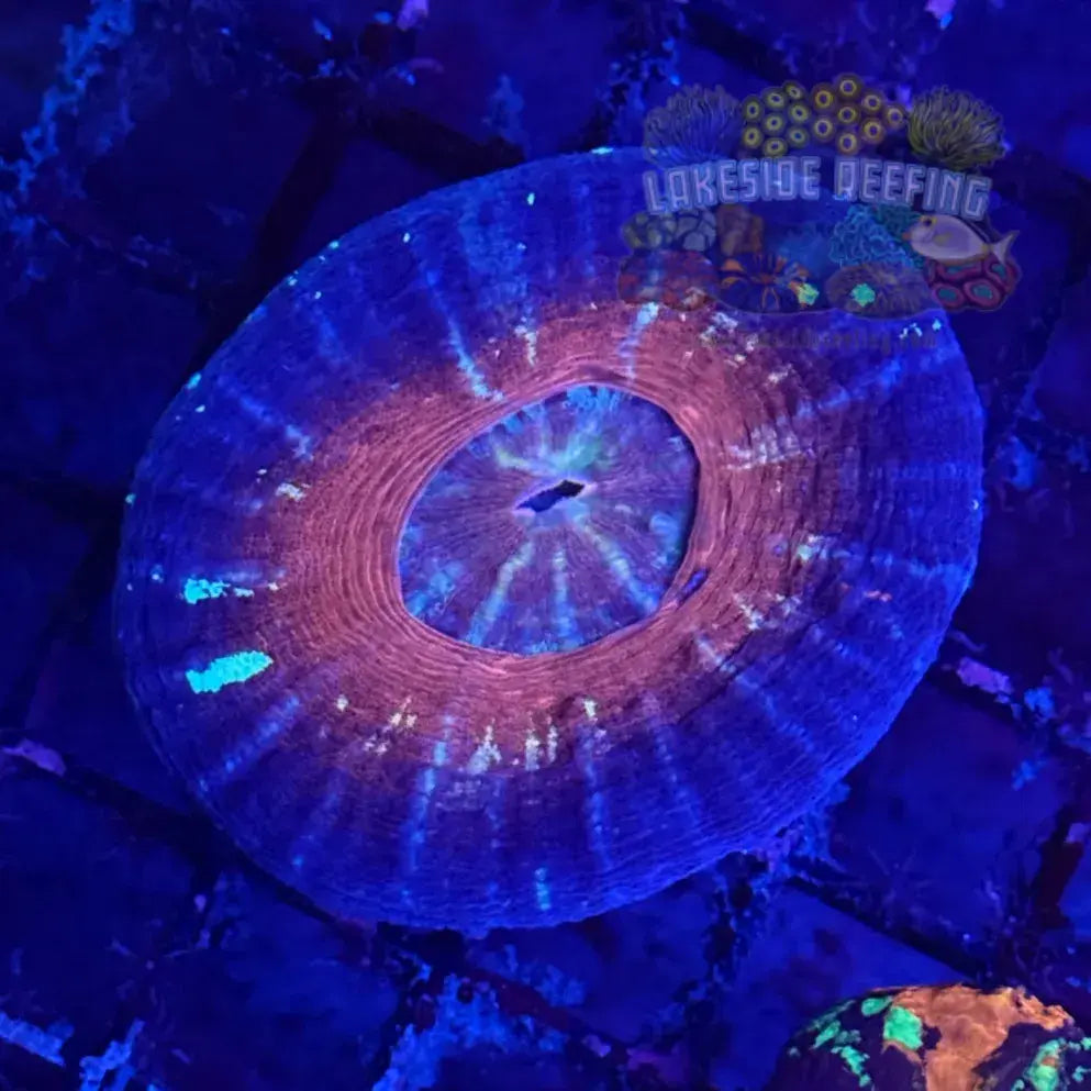 Mars UFO Scoly Coral