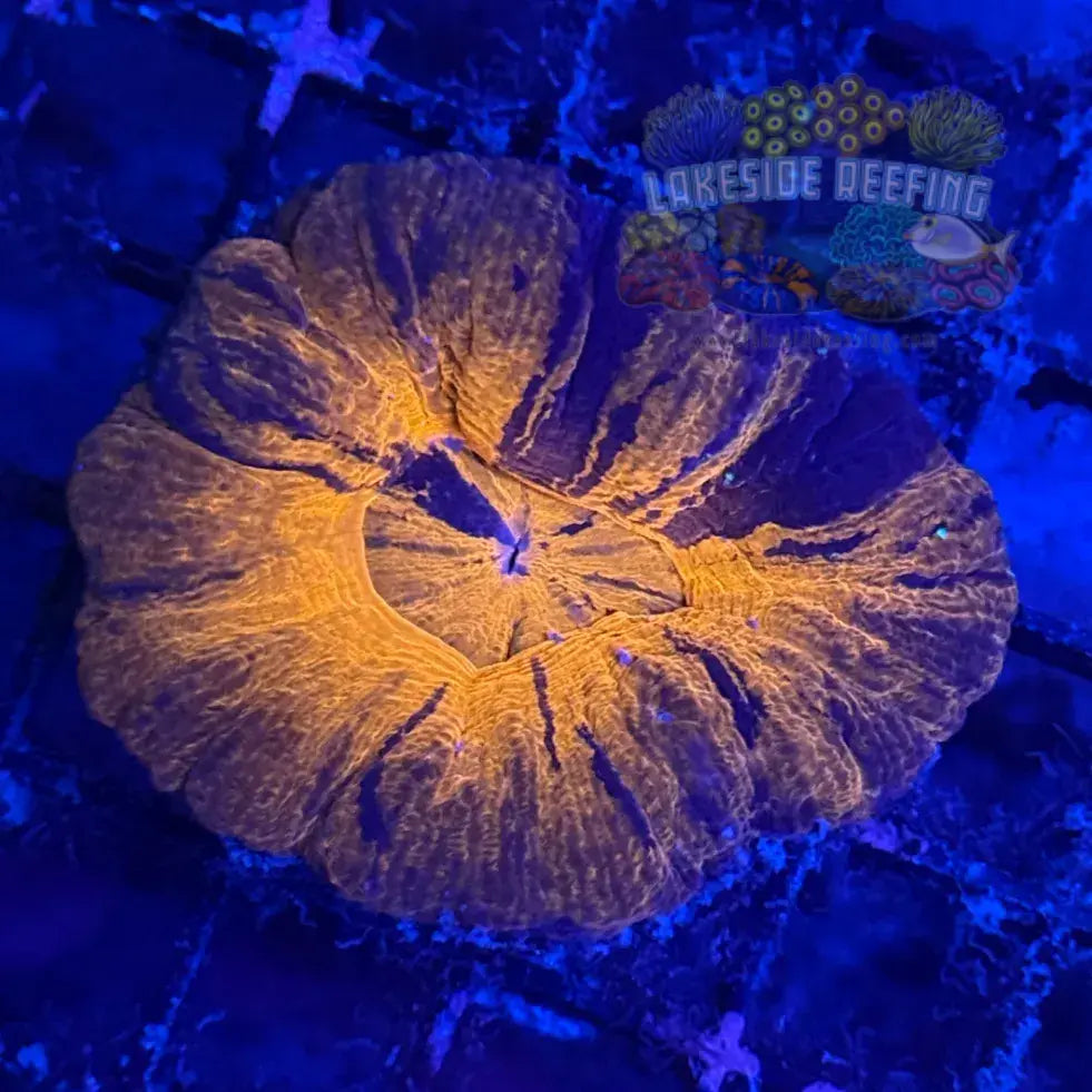 Superman Scoly Coral