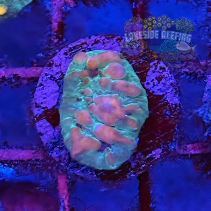 WWC Cosmic Candy Bounce Chalice Coral - 1