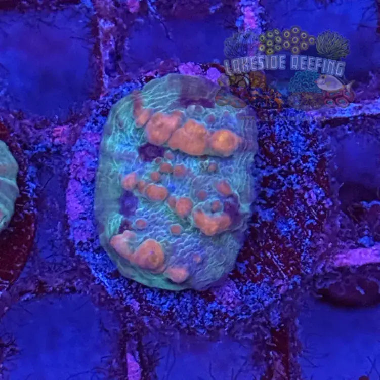 WWC Cosmic Candy Bounce Chalice Coral - 3