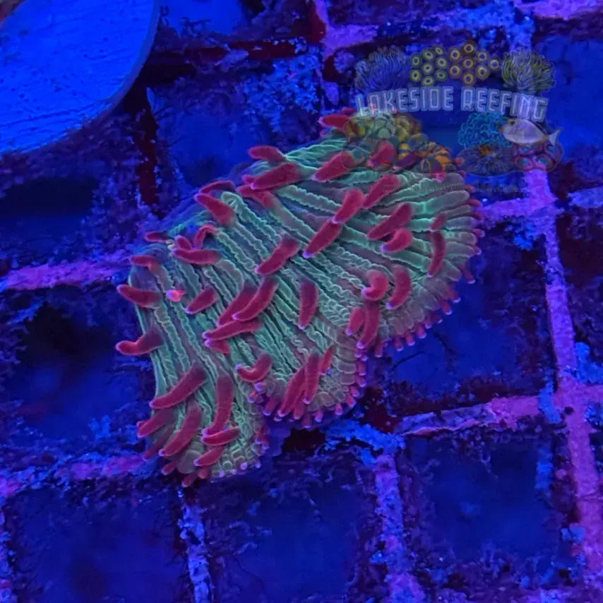 Flame Tip Fungia Plate Coral - 2