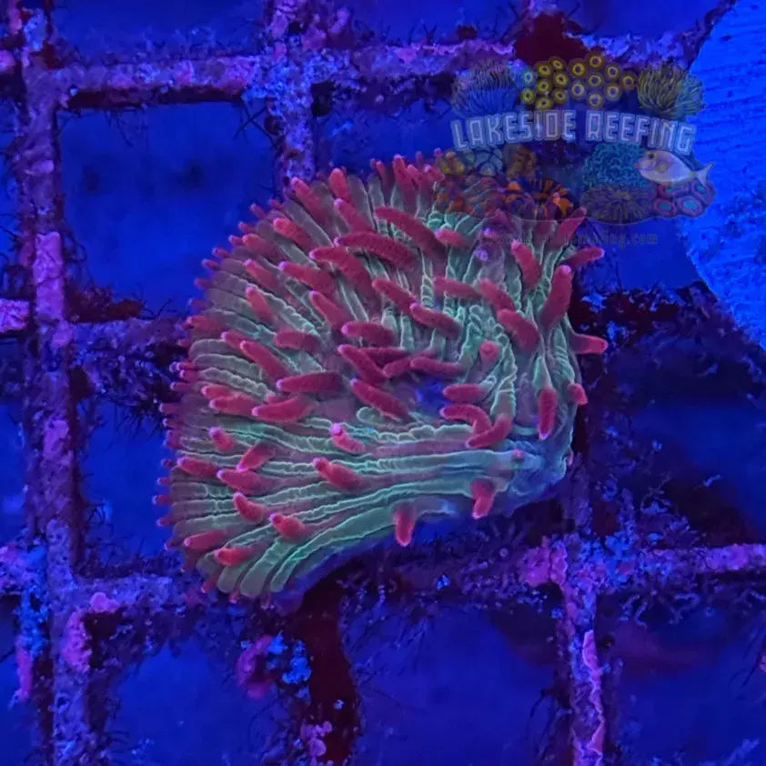 Flame Tip Fungia Plate Coral - 1
