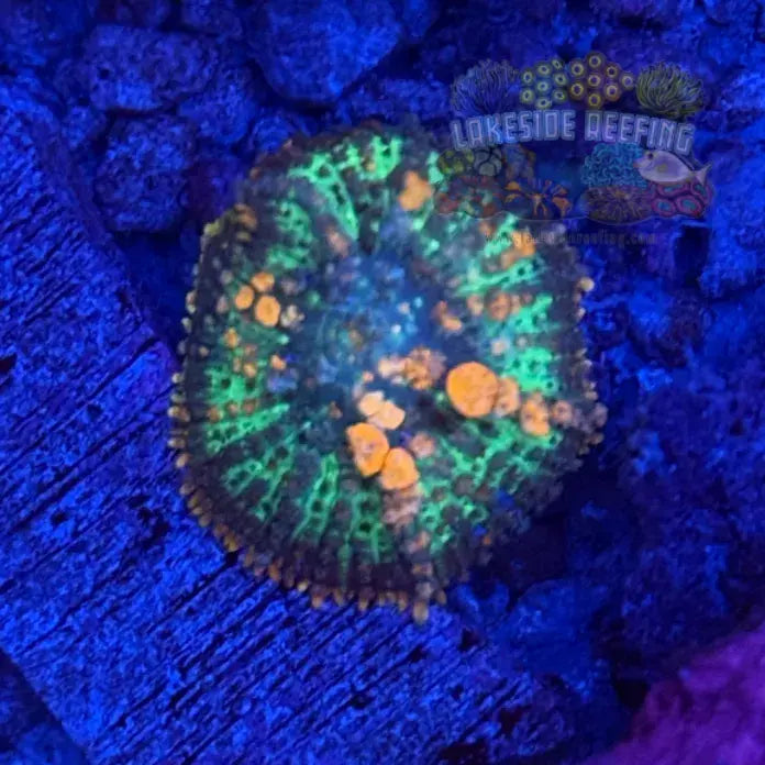 WWC Sunkist Bounce Mushroom