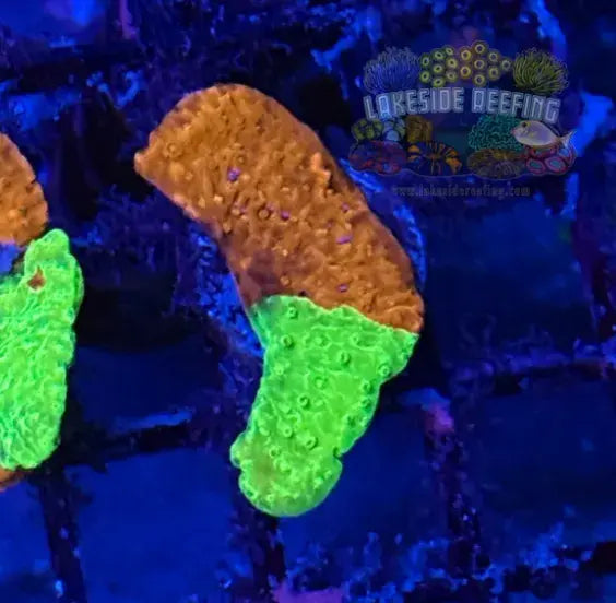 WWC Grafted Montipora Coral - 1