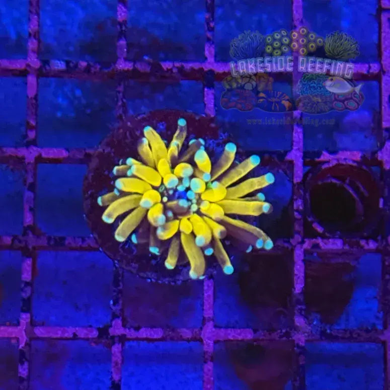 Small Tiger Torch Coral R4C6