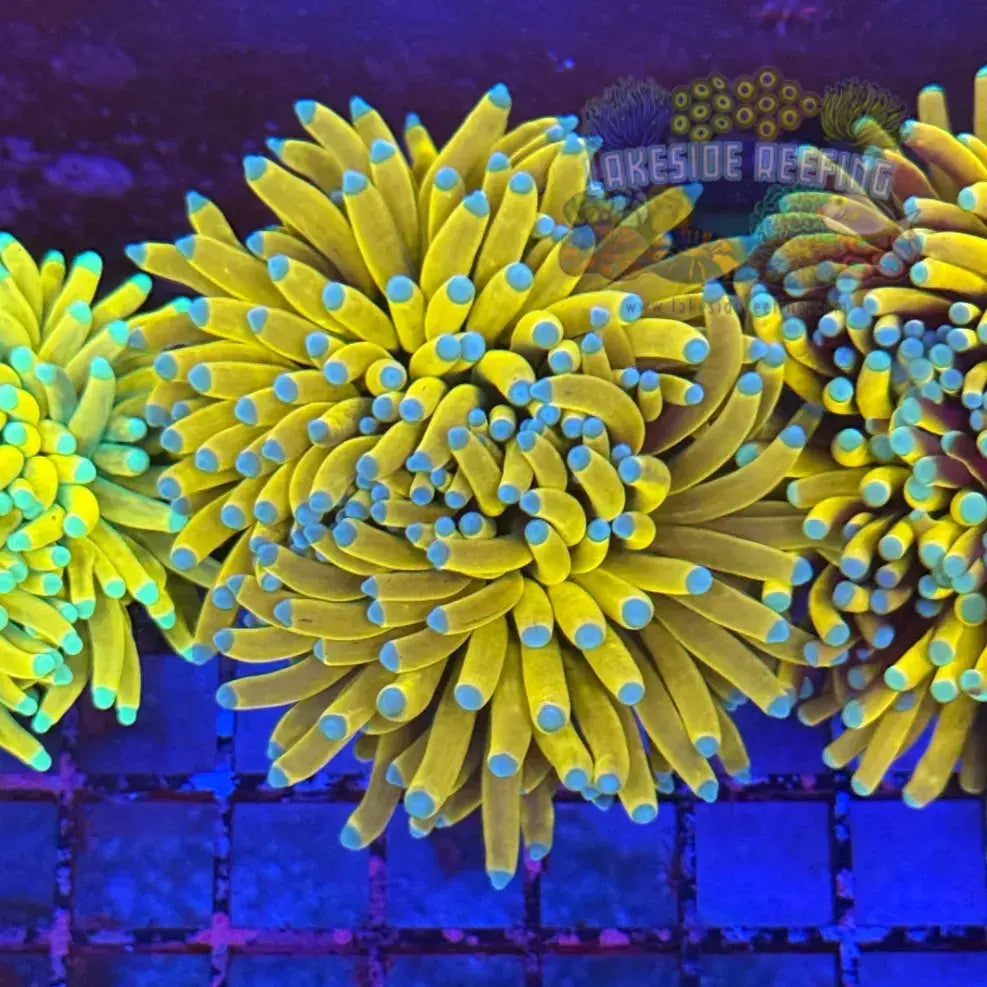 Bright Banana Torch Coral R4C8