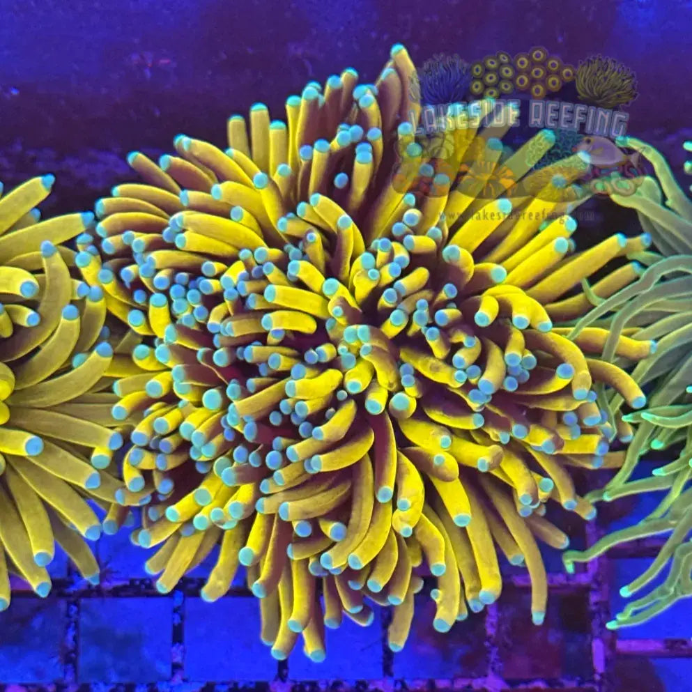 Ultra Gold - Yellow Torch Coral R4D8