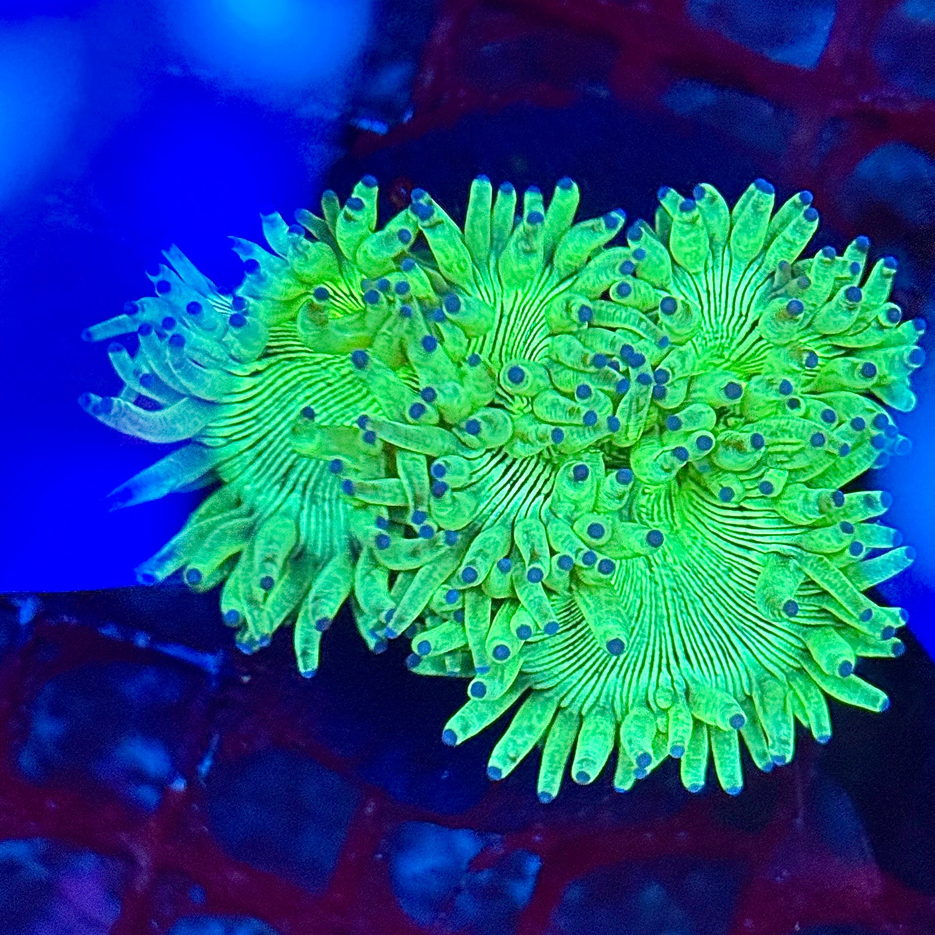 Bright Green Elegance Catalaphyllia jardinei Coral 1