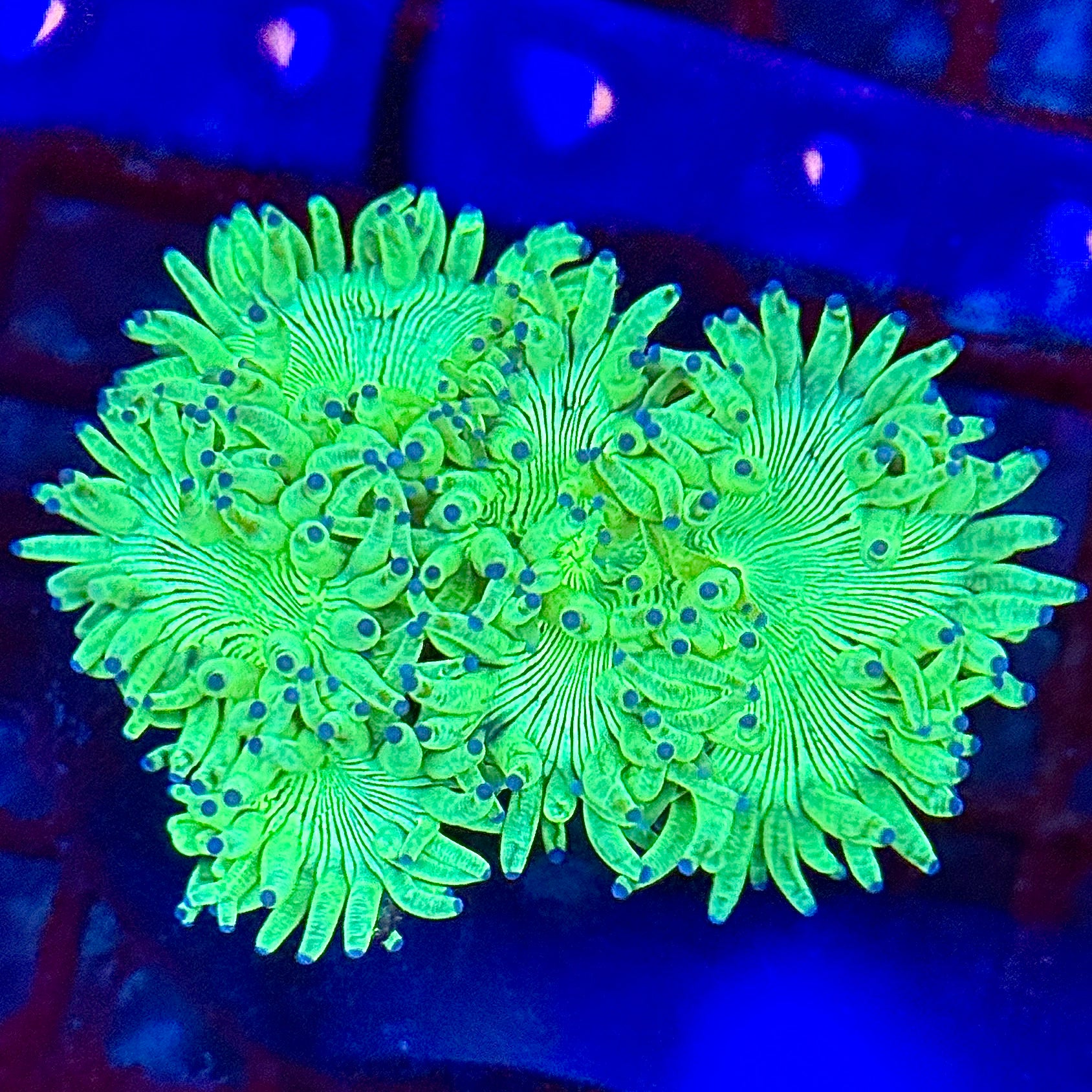 Bright Green Elegance Catalaphyllia jardinei Coral 3