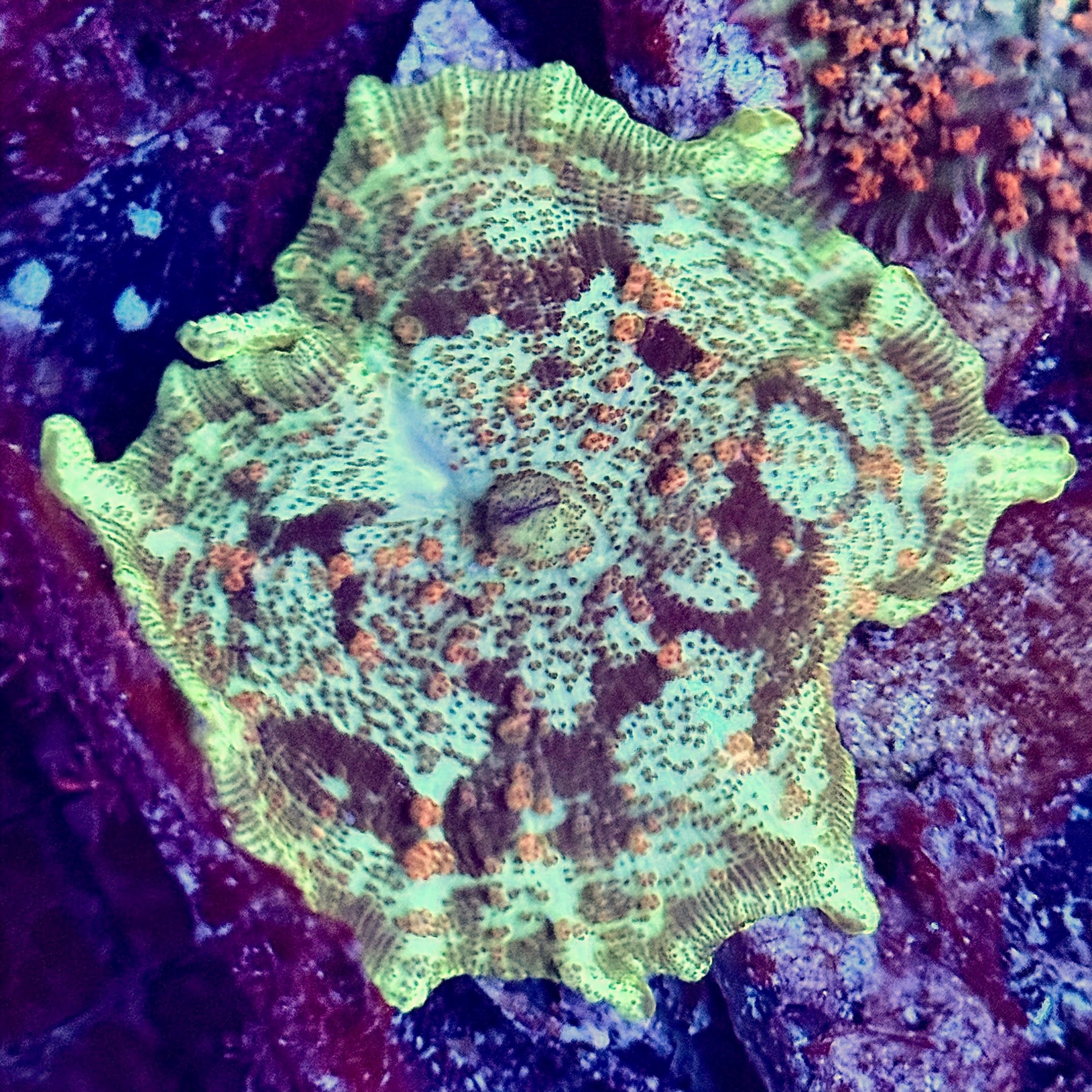 Ultra Neglectus Marble Mushroom Coral