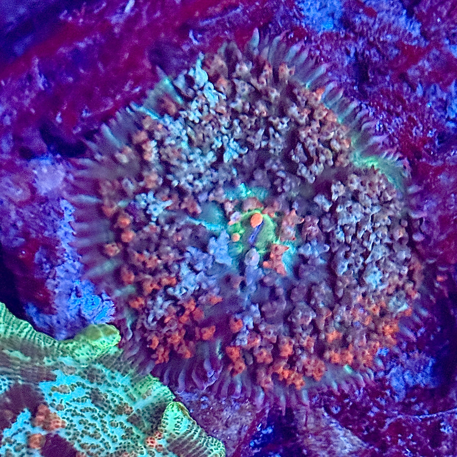 Rainbow Saint Thomas Mushroom