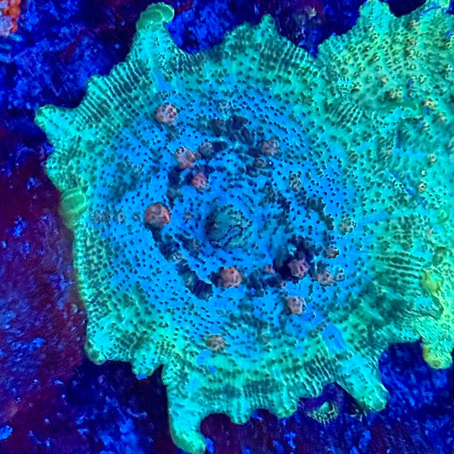 Ultra Neglectus Mushroom Coral