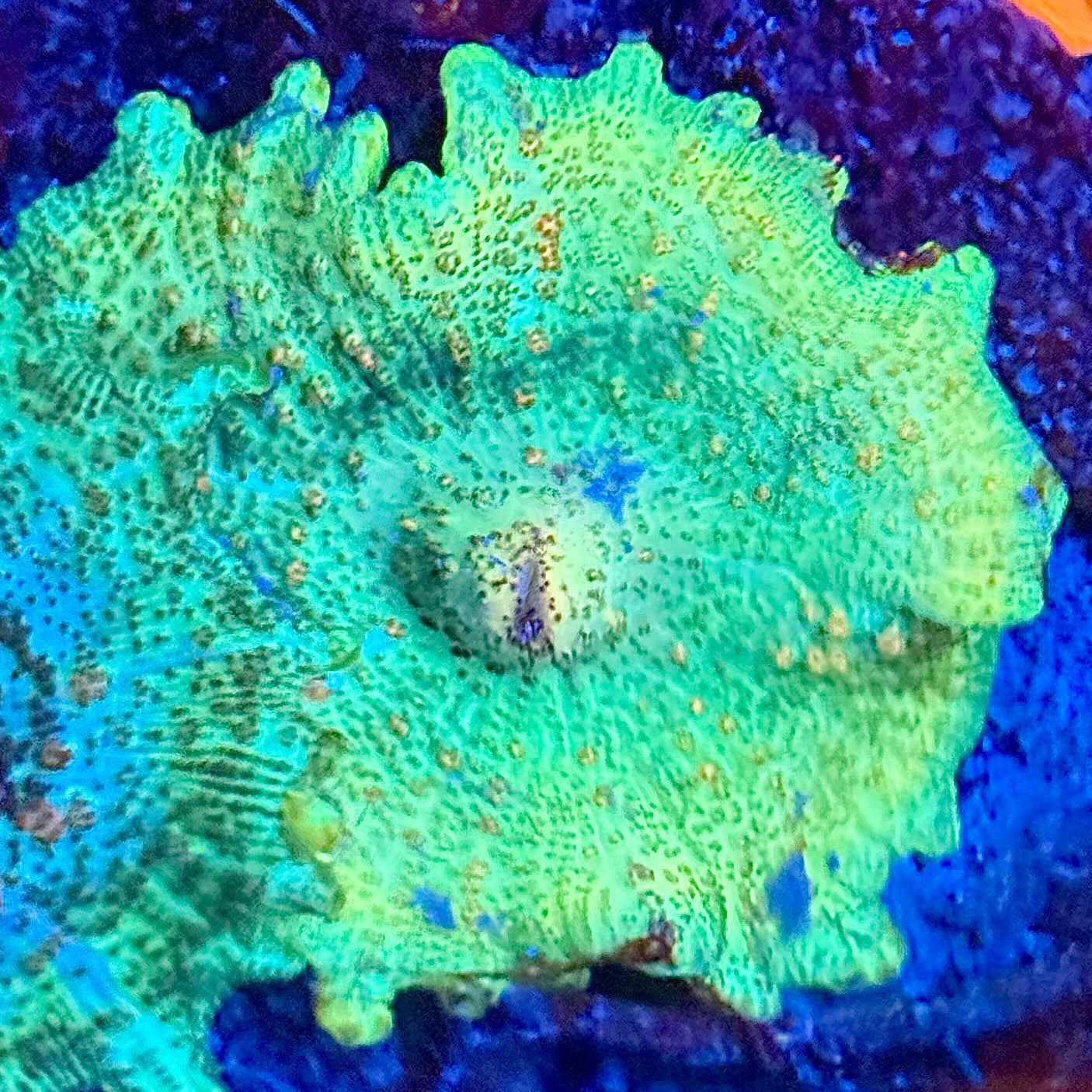 Ultra Neglectus Sunrise Mushroom Coral