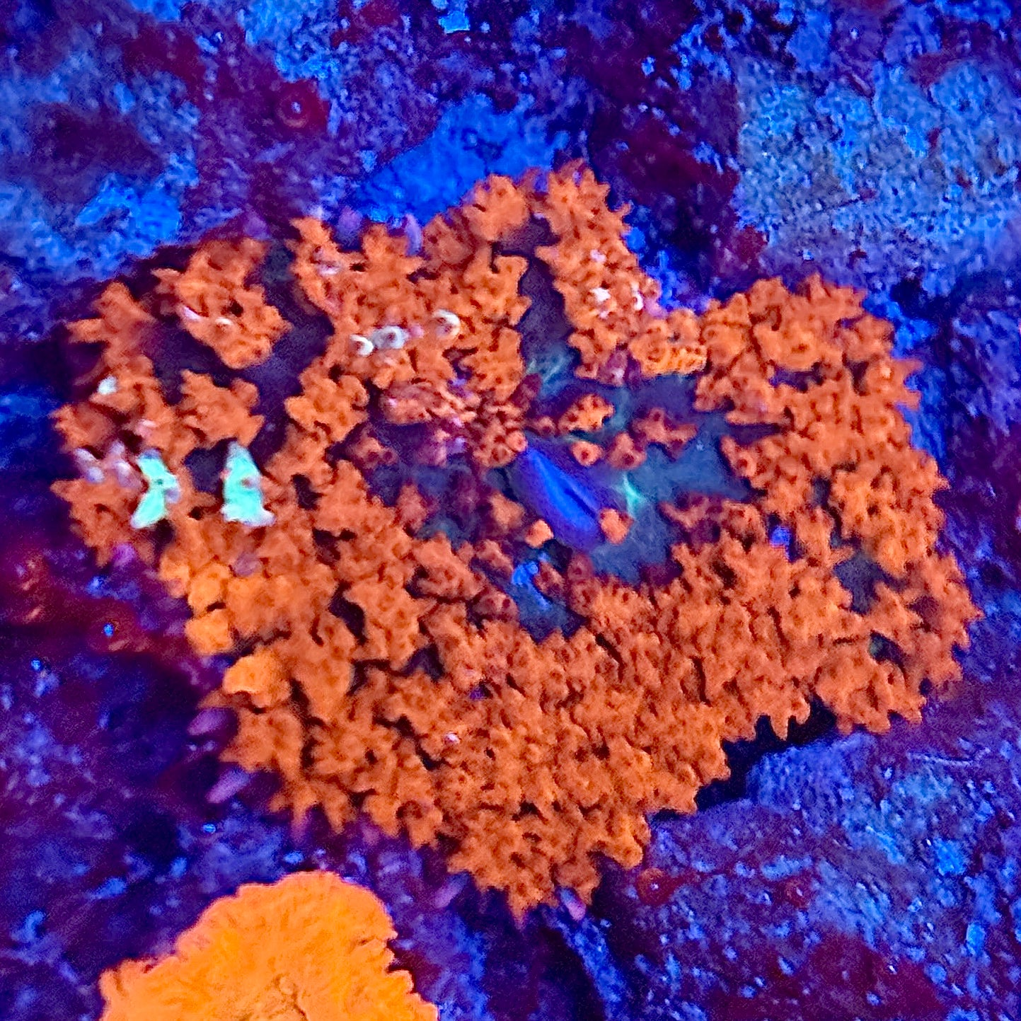 Ultra Red Fuzzy Saint Thomas Mushroom