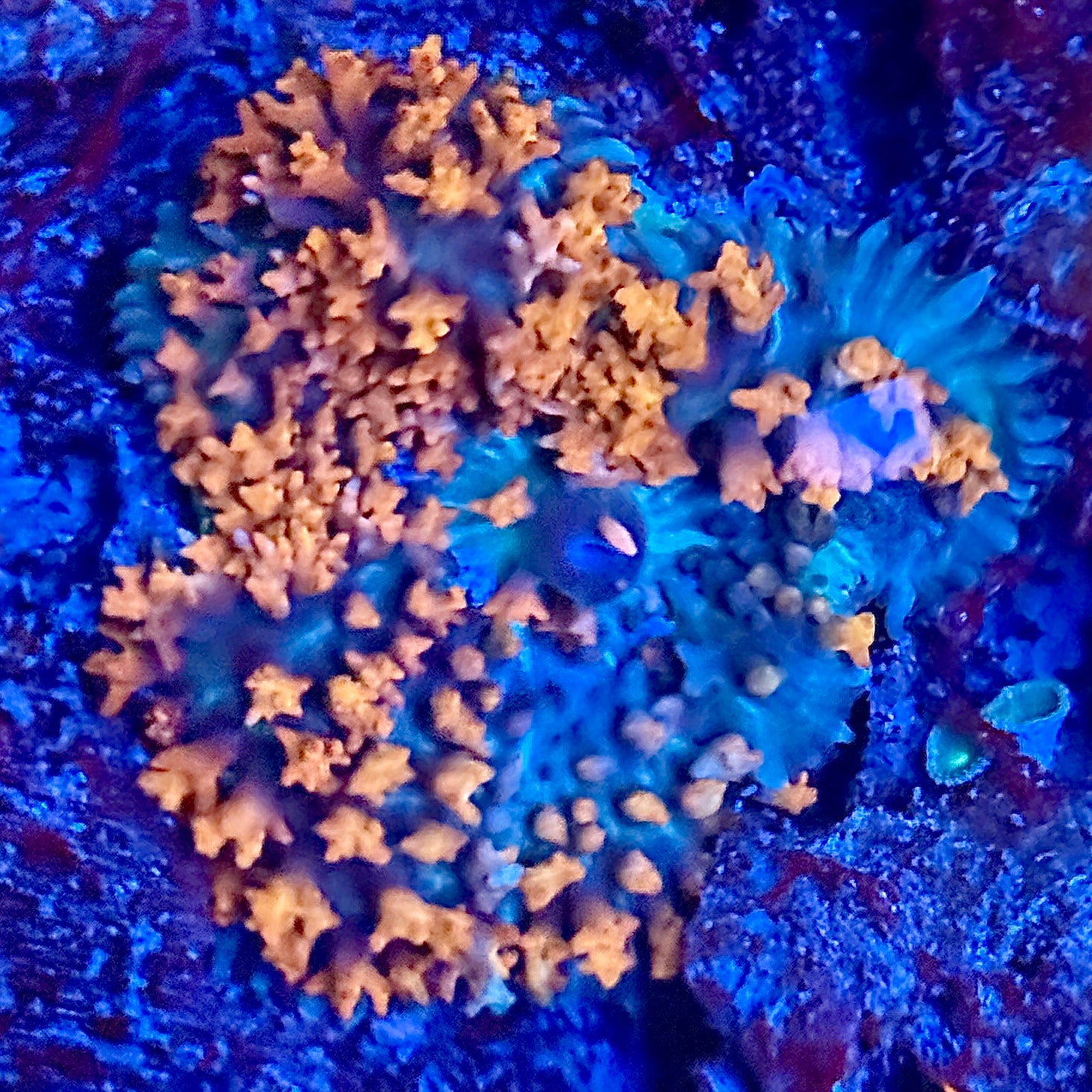 Red/Green Saint Thomas Mushroom