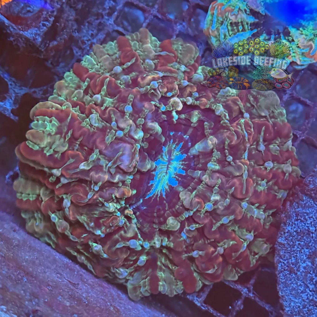 Large Red and Green Indophyllia Coral