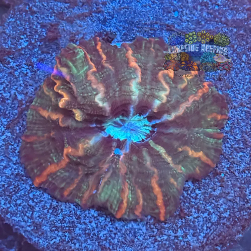 Red/Orange Green Indophyllia Coral