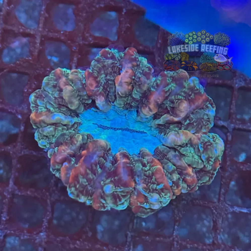 Multicolored Indophyllia Coral