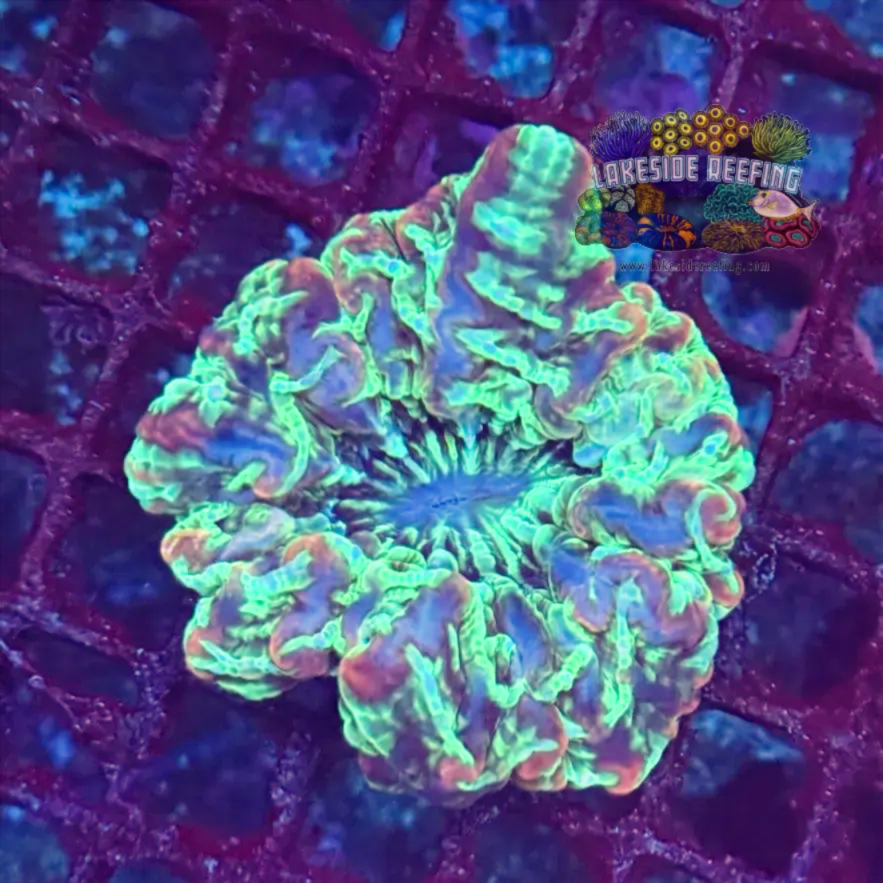 Bright Multicolored Indophyllia Coral