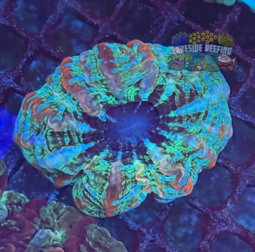 Bright Stripe Multicolored Indophyllia Coral