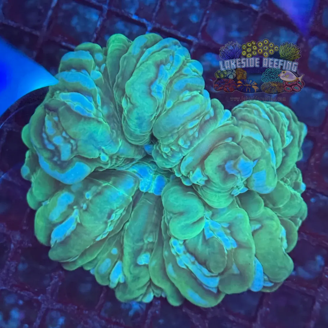 Green Marbled Indophyllia