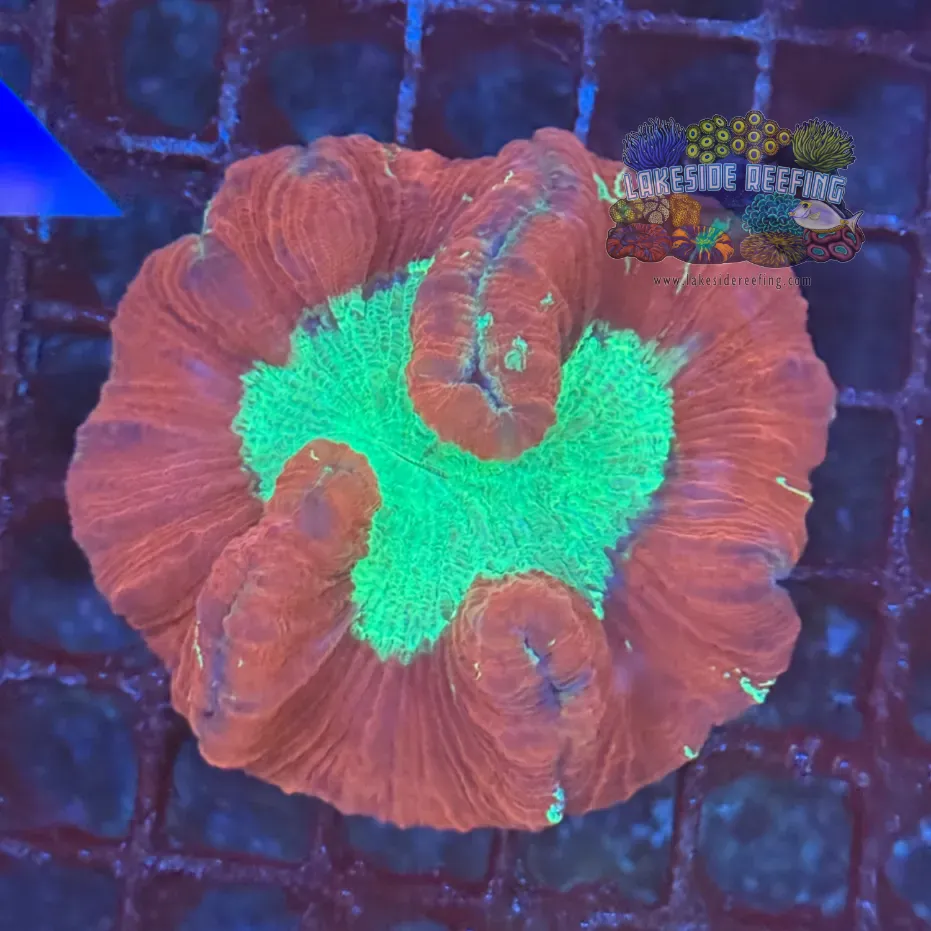 Red and Toxic Green Welso Coral