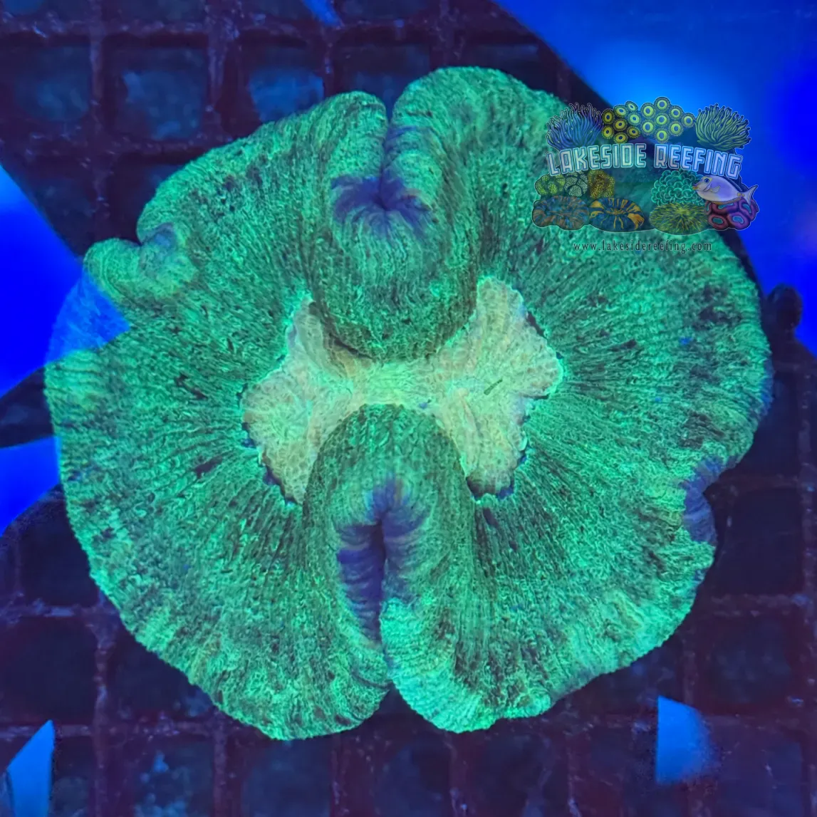 Green on Green Welso Coral