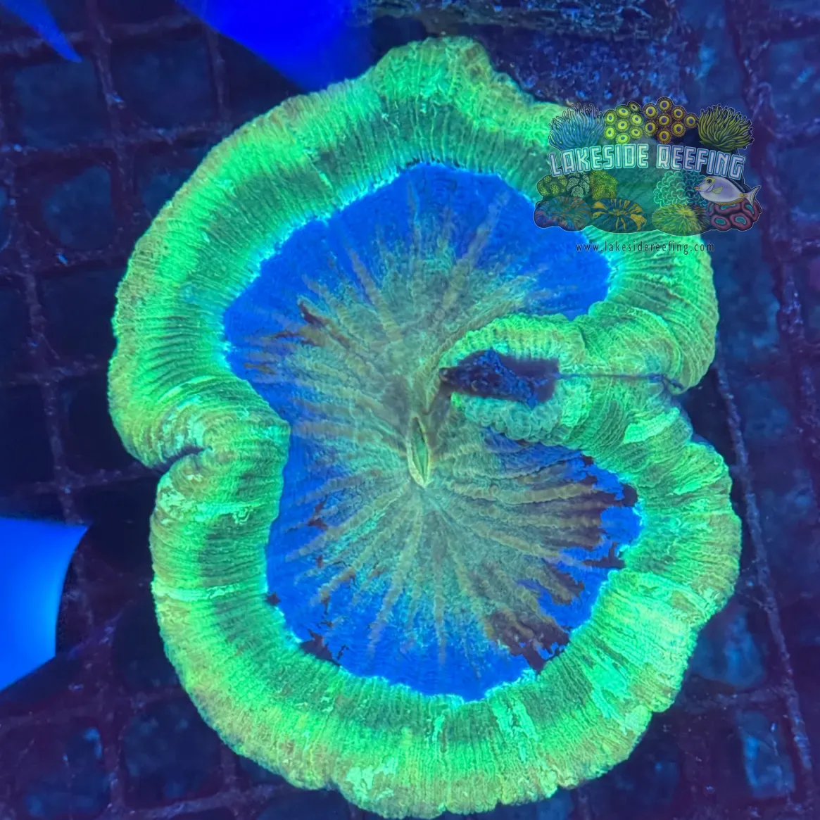 Bright Green Rim Welso Coral