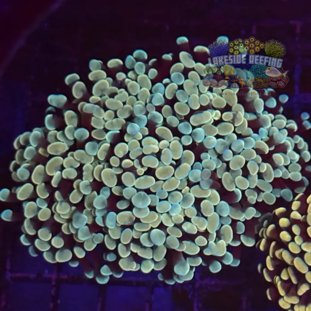 Gold Master Hammer Coral R1A1