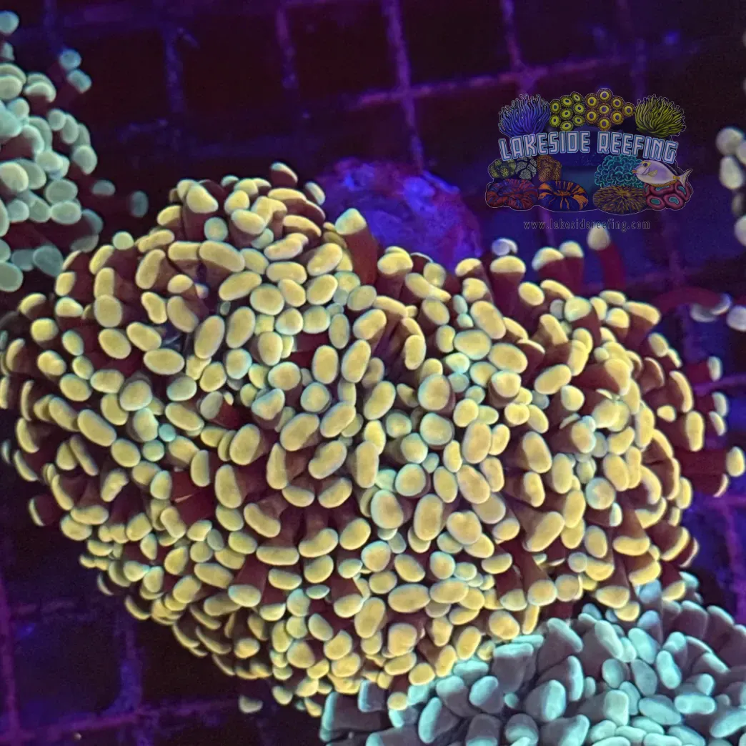 Gold Hammer Coral R1A2