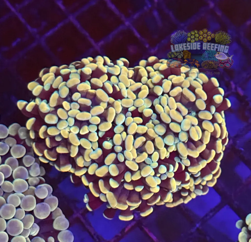 Gold Hammer Coral R1A4