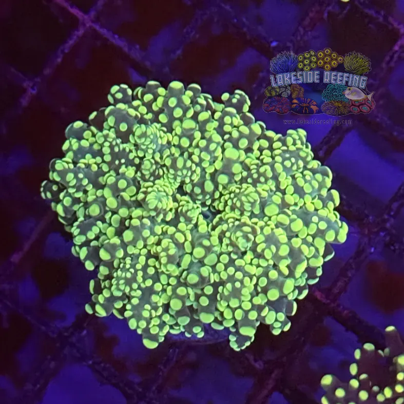 Bright Green Octospawn Coral R1A5