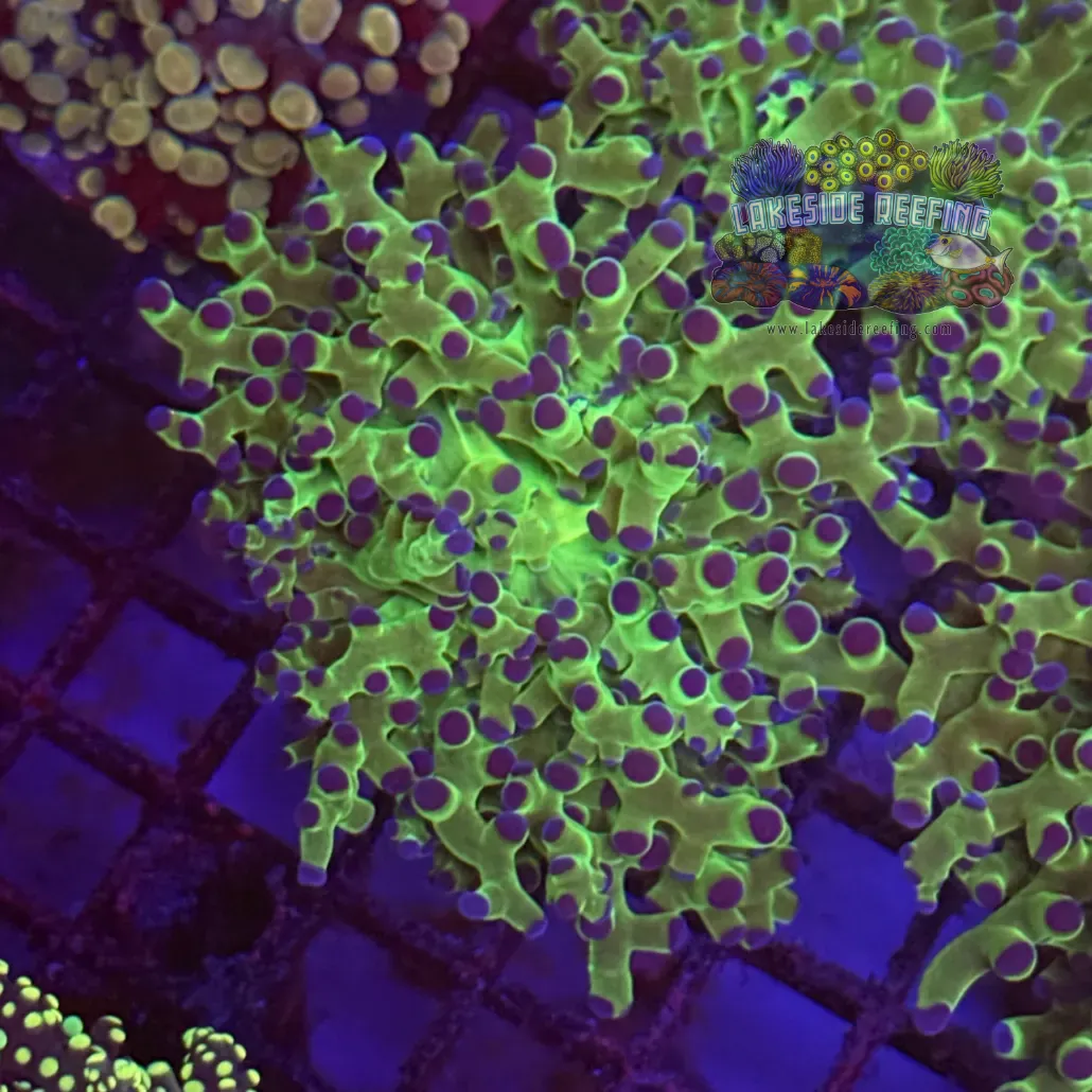 Toxic Green and Blue Tip Frogspawn Coral R1A7