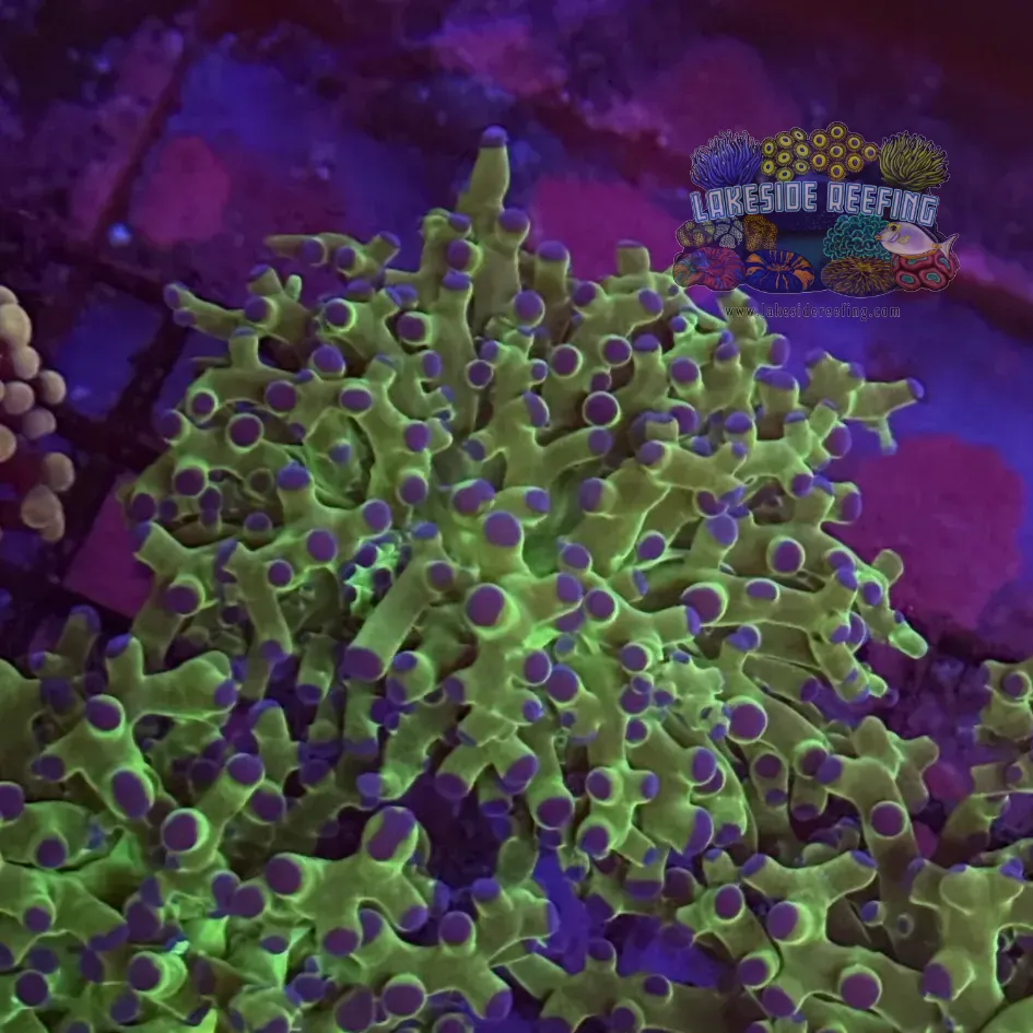 Toxic Green and Blue Tip Frogspawn Coral R1A8