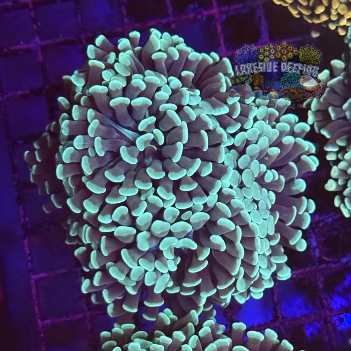 Mint Green Hammer Coral R1B1